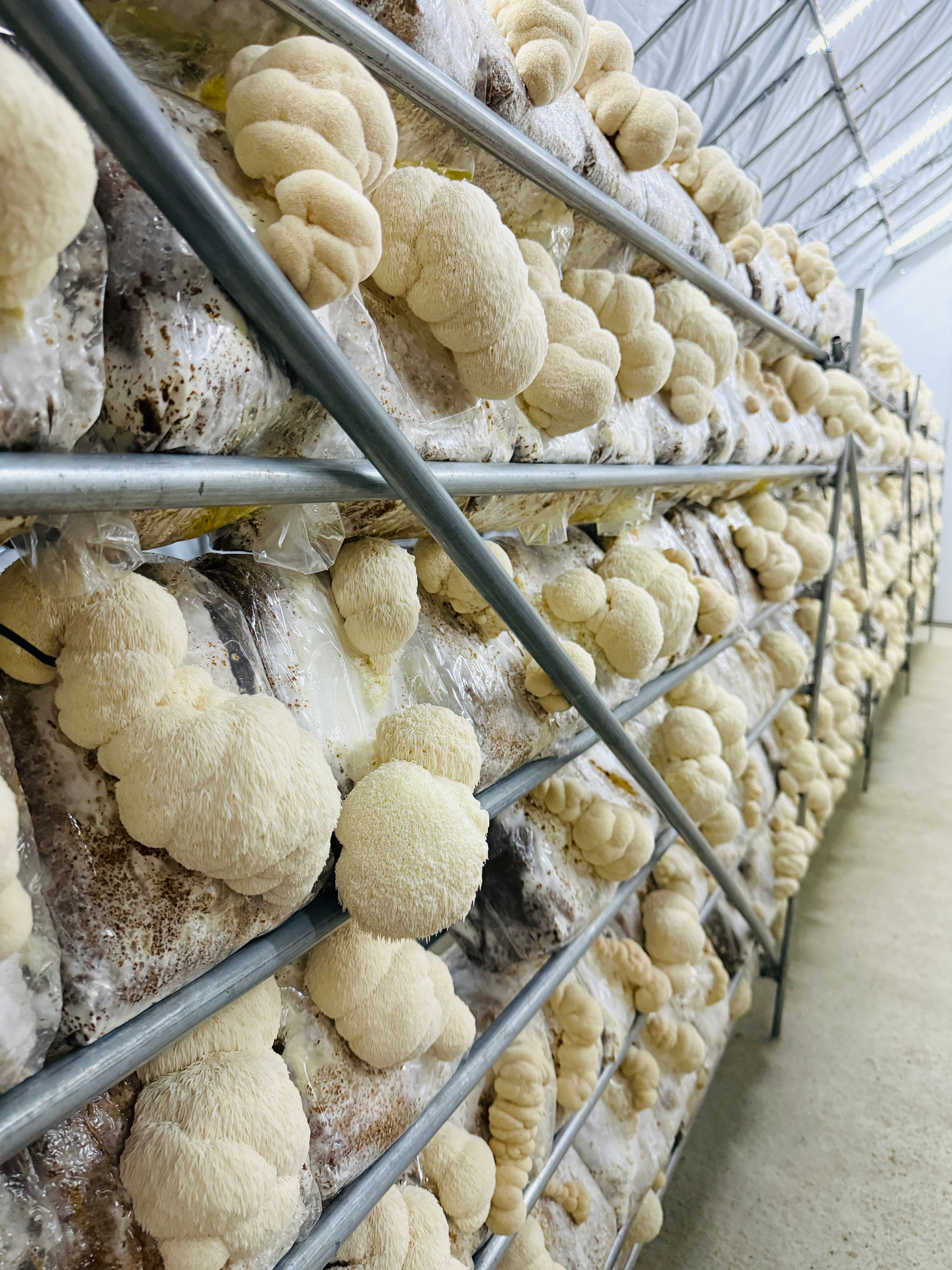 Ekologiškos Lion's mane kapsulės PLUS+