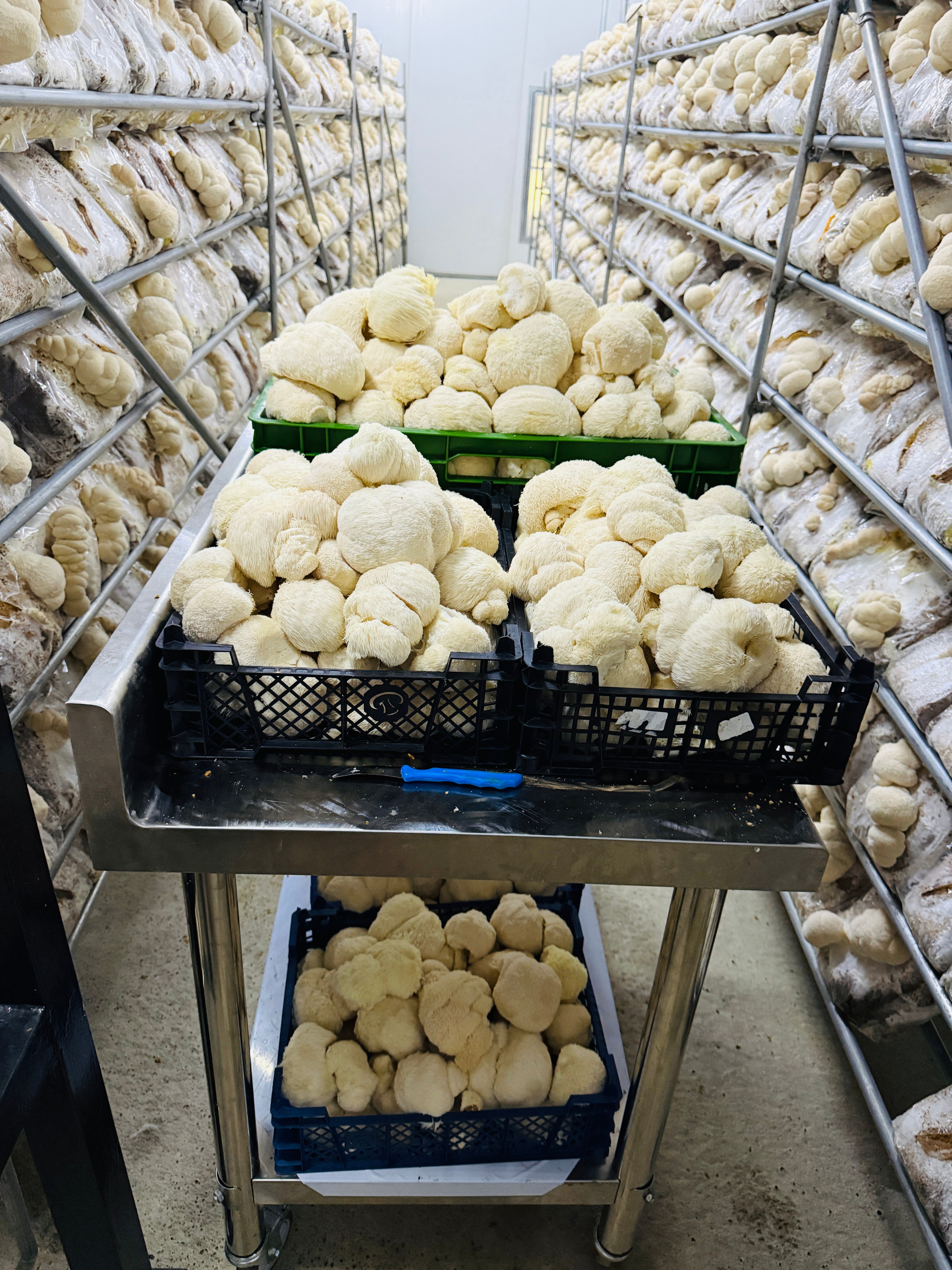 Ekologiškos Lion's mane kapsulės PLUS+