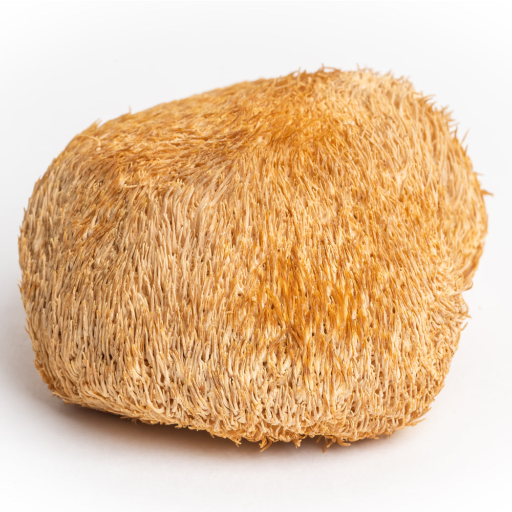 Ekologiški Lion's Mane (gericijaus) - džiovintų grybų milteliai