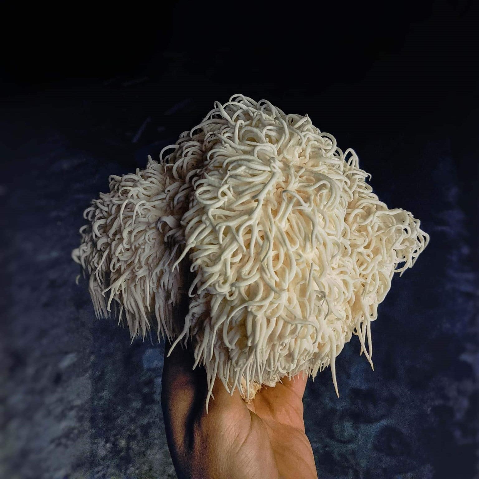 Ekologiški Lion's Mane (gericijaus) - džiovintų grybų milteliai