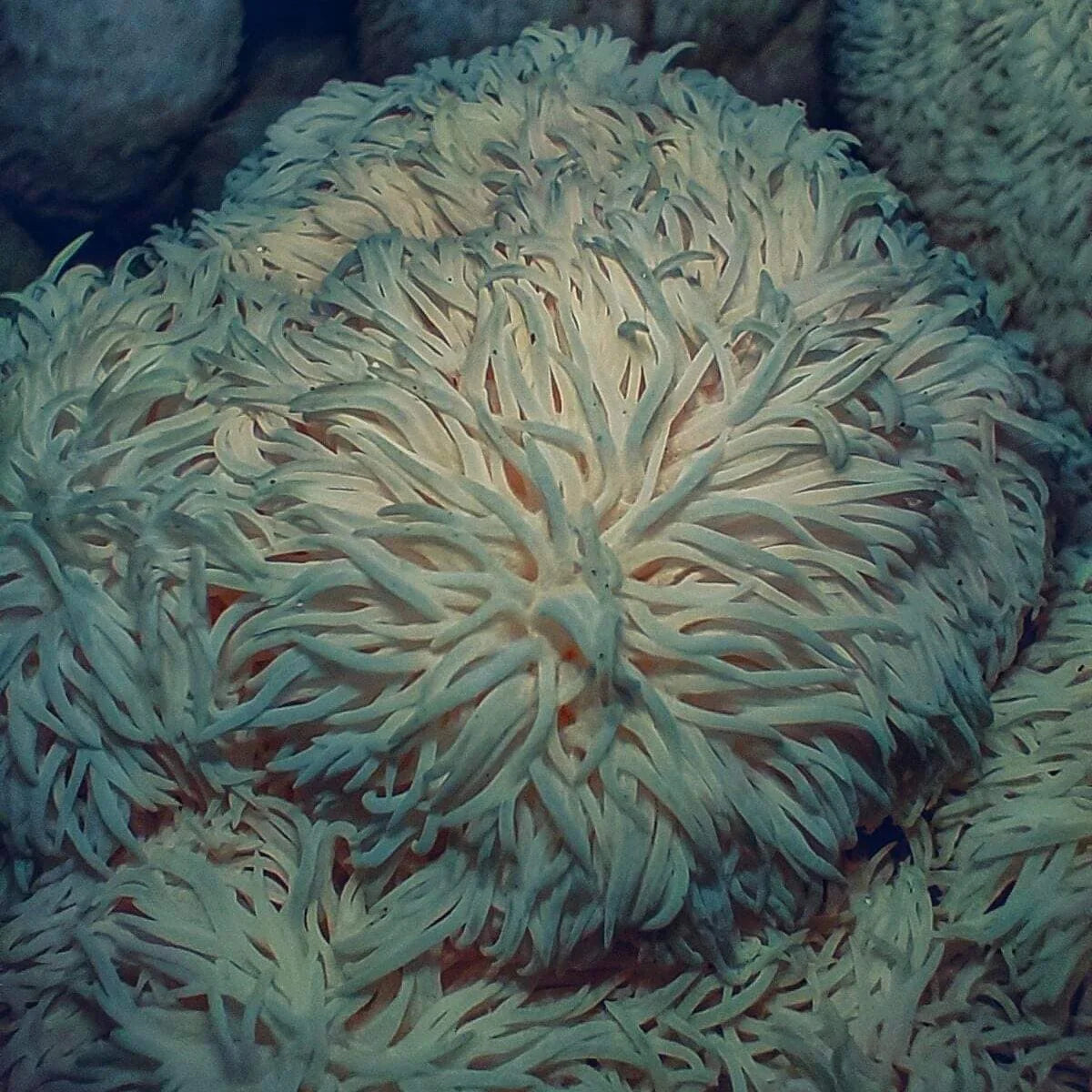 Ekologiškos Lion's mane kapsulės PLUS+