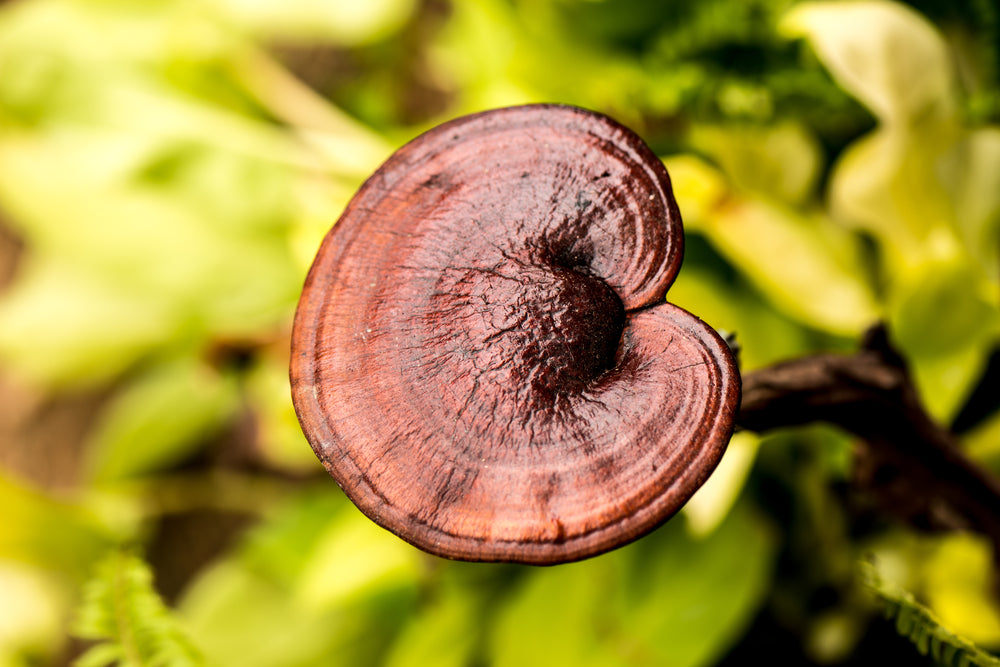 Reishi grybo ekstraktas - tinktūra (MAISTO PAPILDAS). NAUJAS RECEPTAS (100 ml)