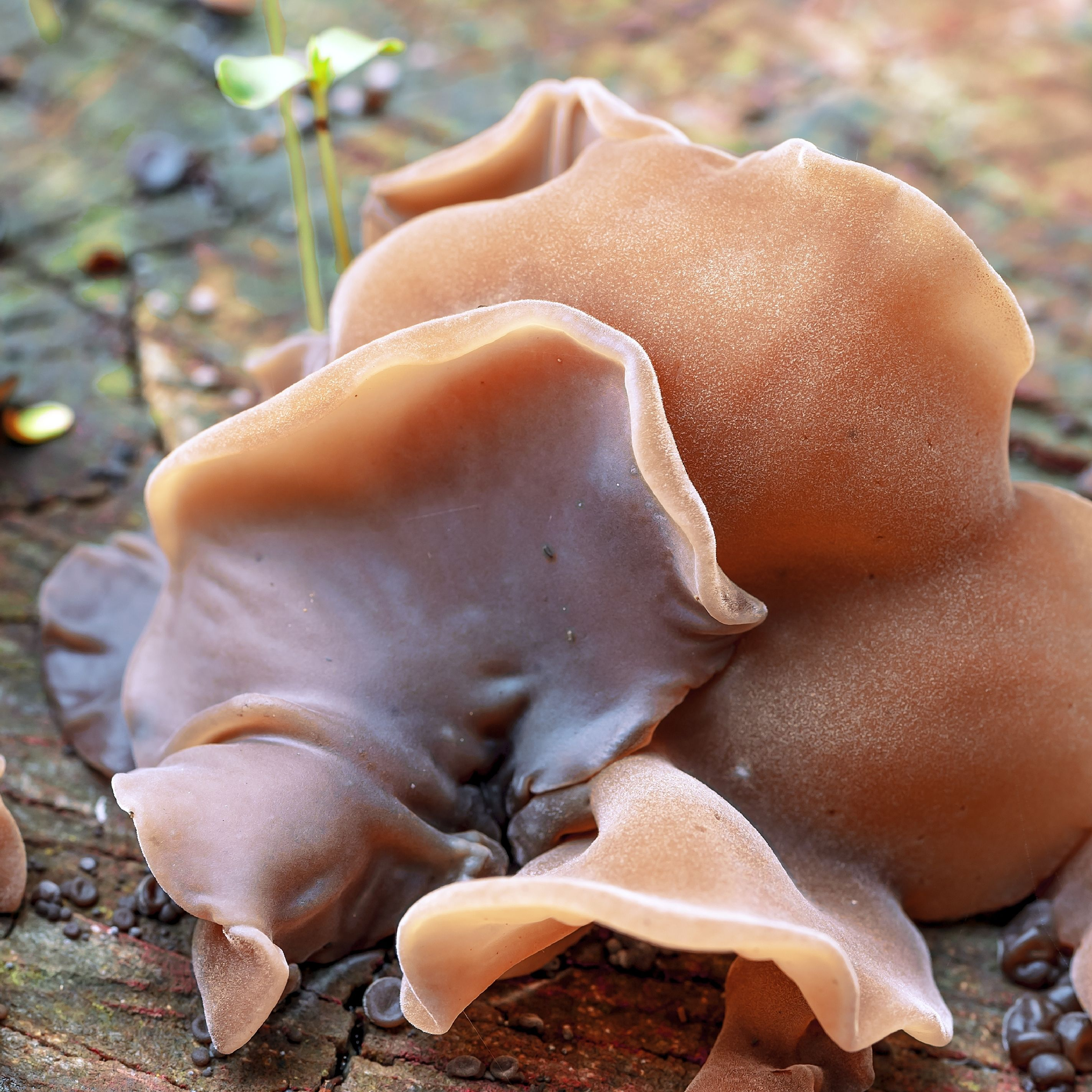 Ekologiški Ausiagrybio (Auricularia auricula) - džiovinto grybo milteliai