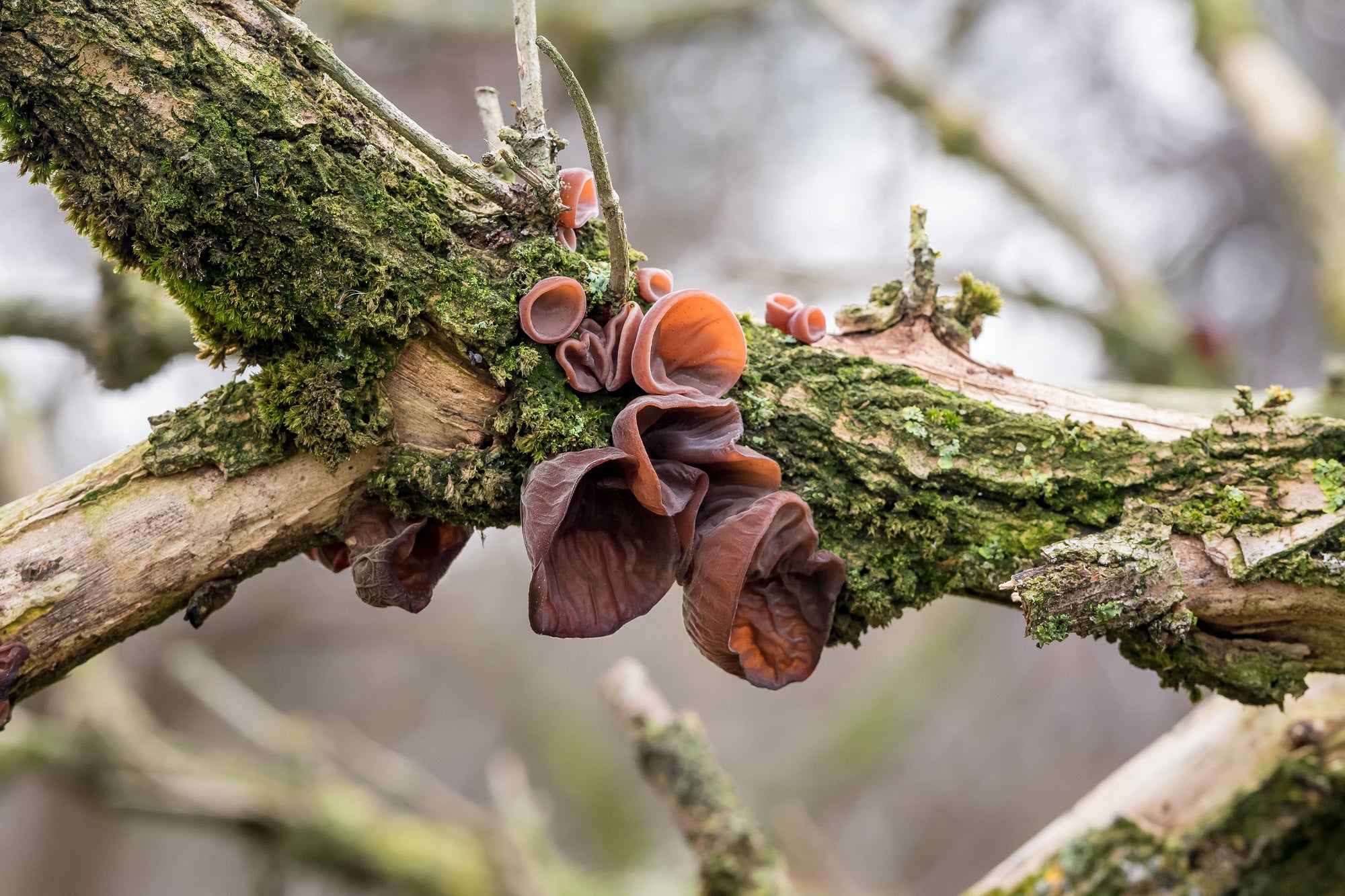 Auricularia (ausiagrybio) skystas ekstraktas - tinktūra (MAISTO PAPILDAS) 100 ml