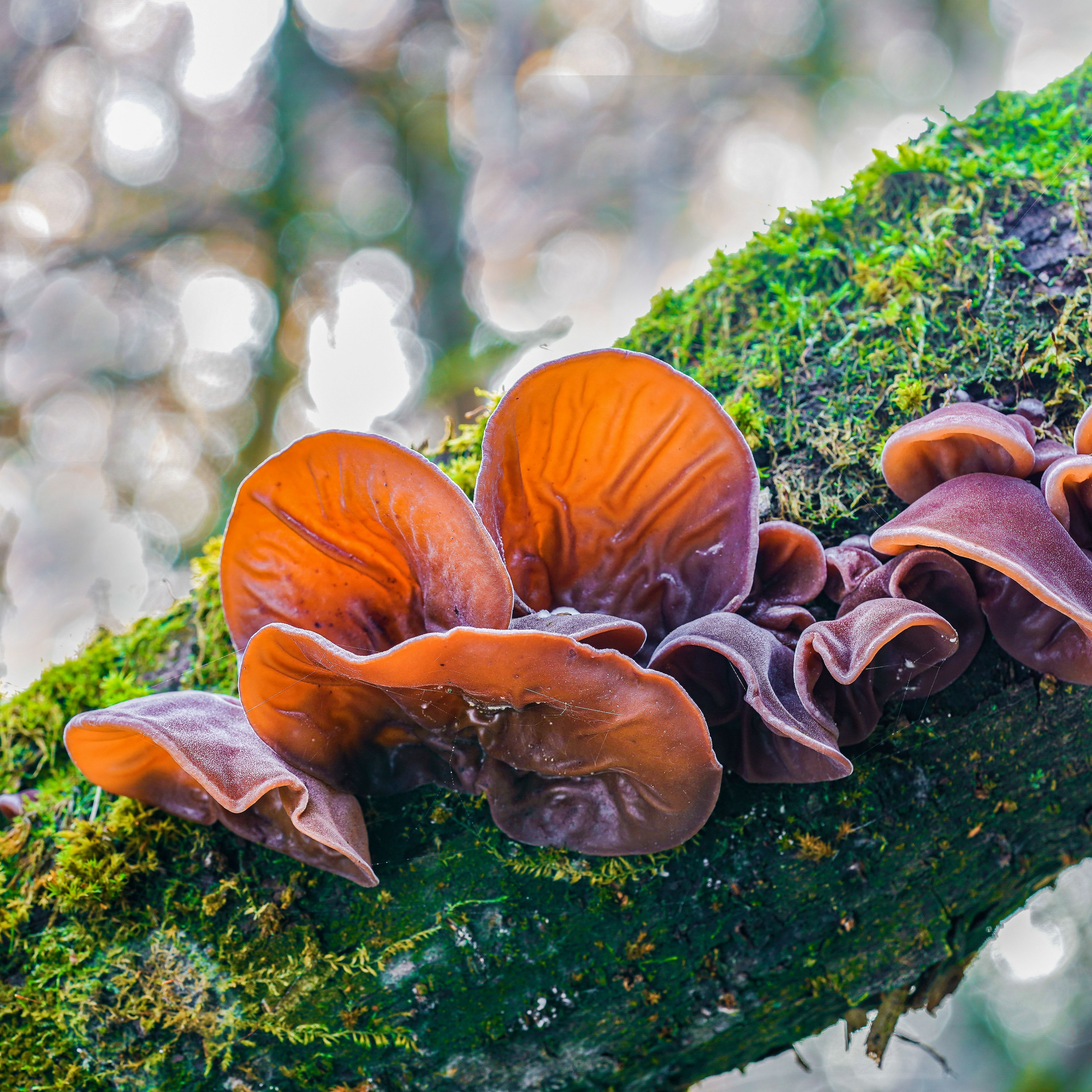 Auricularia (ausiagrybio) skystas ekstraktas - tinktūra (MAISTO PAPILDAS) 100 ml