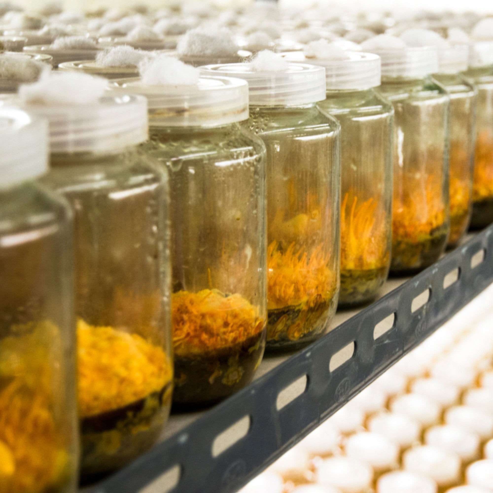 organic Cordyceps Sinensis mushrooms growing in glass jars on shelves in a controlled cultivation facility
