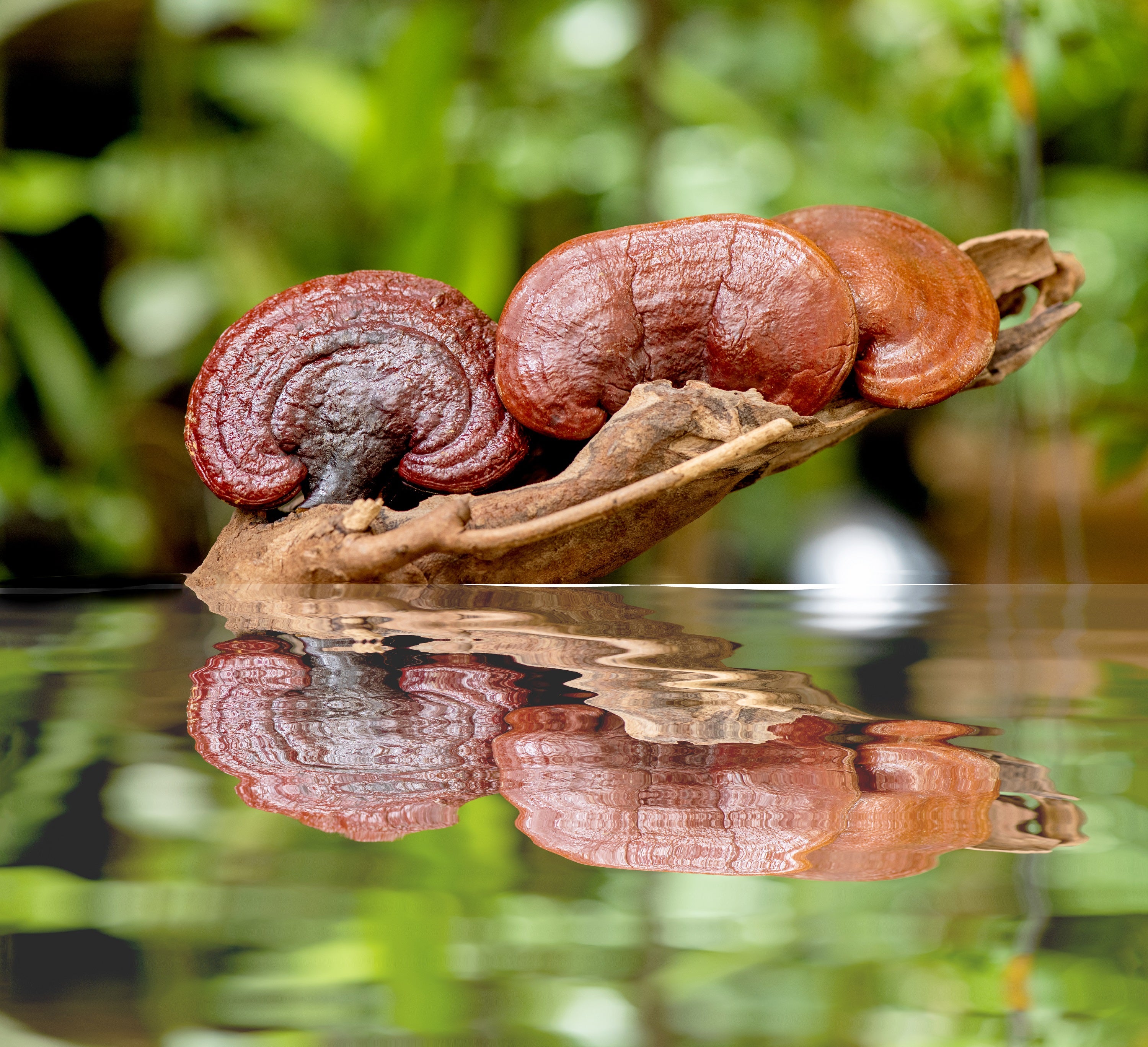 Serumas nuo raukšlių su Reishi ir Šitake grybų ekstraktais, 30 ml