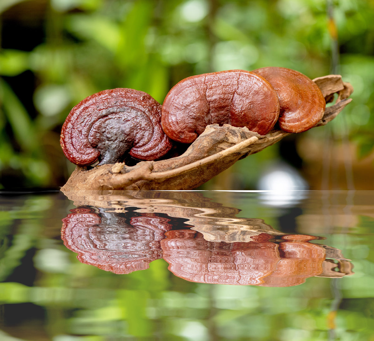 https://www.pjaunugryba.lt/cdn/shop/files/ganoderma-lizinghi-reishi_eb83b412-d542-4b29-8417-1dd15f54d6fe.jpg?v=1764933476&width=3000