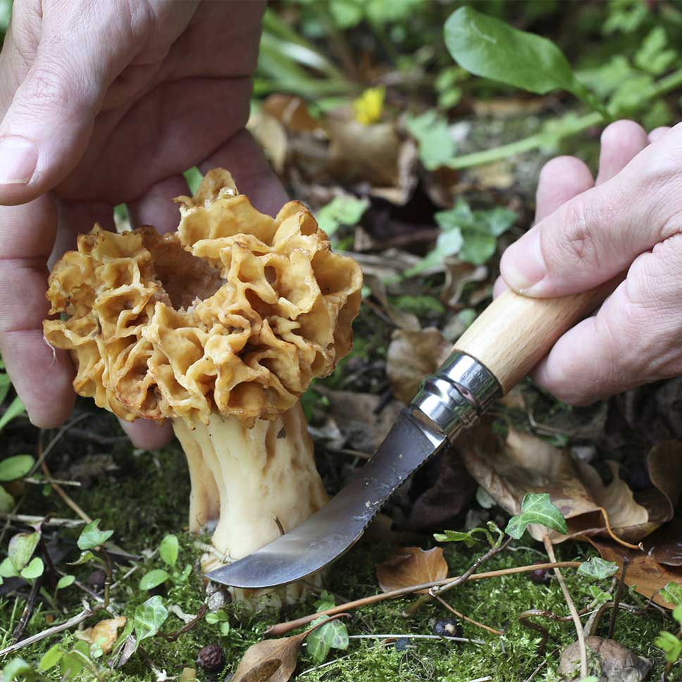 Grybavimo peilis su buko rankena ir šepetėliu