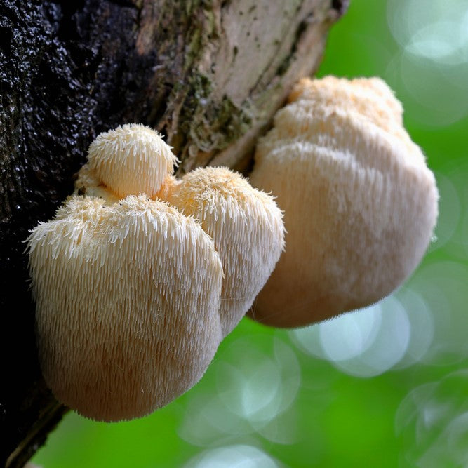 Lion's Mane grybo ekstraktas - tinktūra (MAISTO PAPILDAS). NAUJAS RECEPTAS (100 ml)