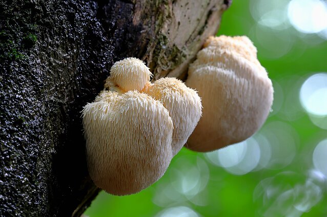 Biohakerio rinkinys (Maisto papildas)