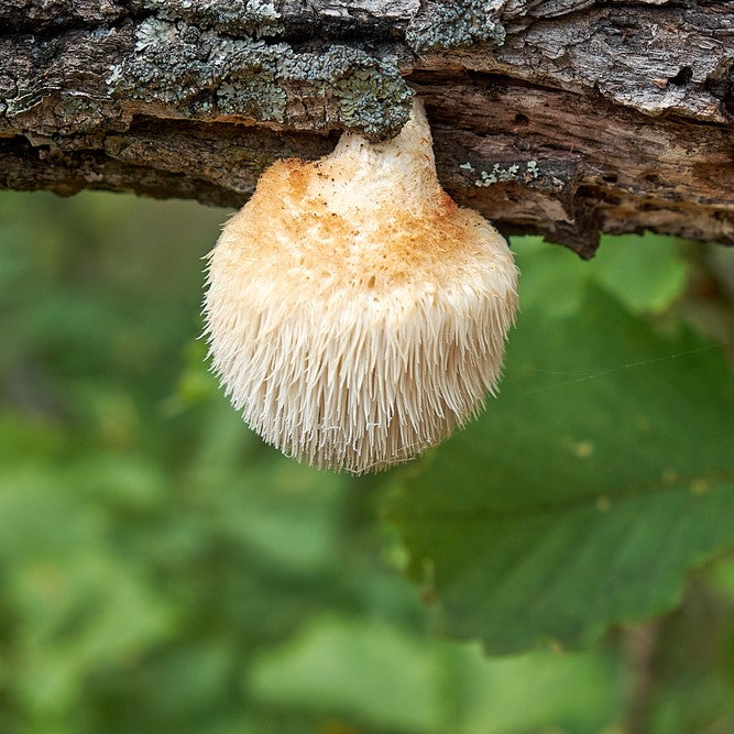 Lion's Mane grybo ekstraktas - tinktūra (MAISTO PAPILDAS). NAUJAS RECEPTAS (100 ml)