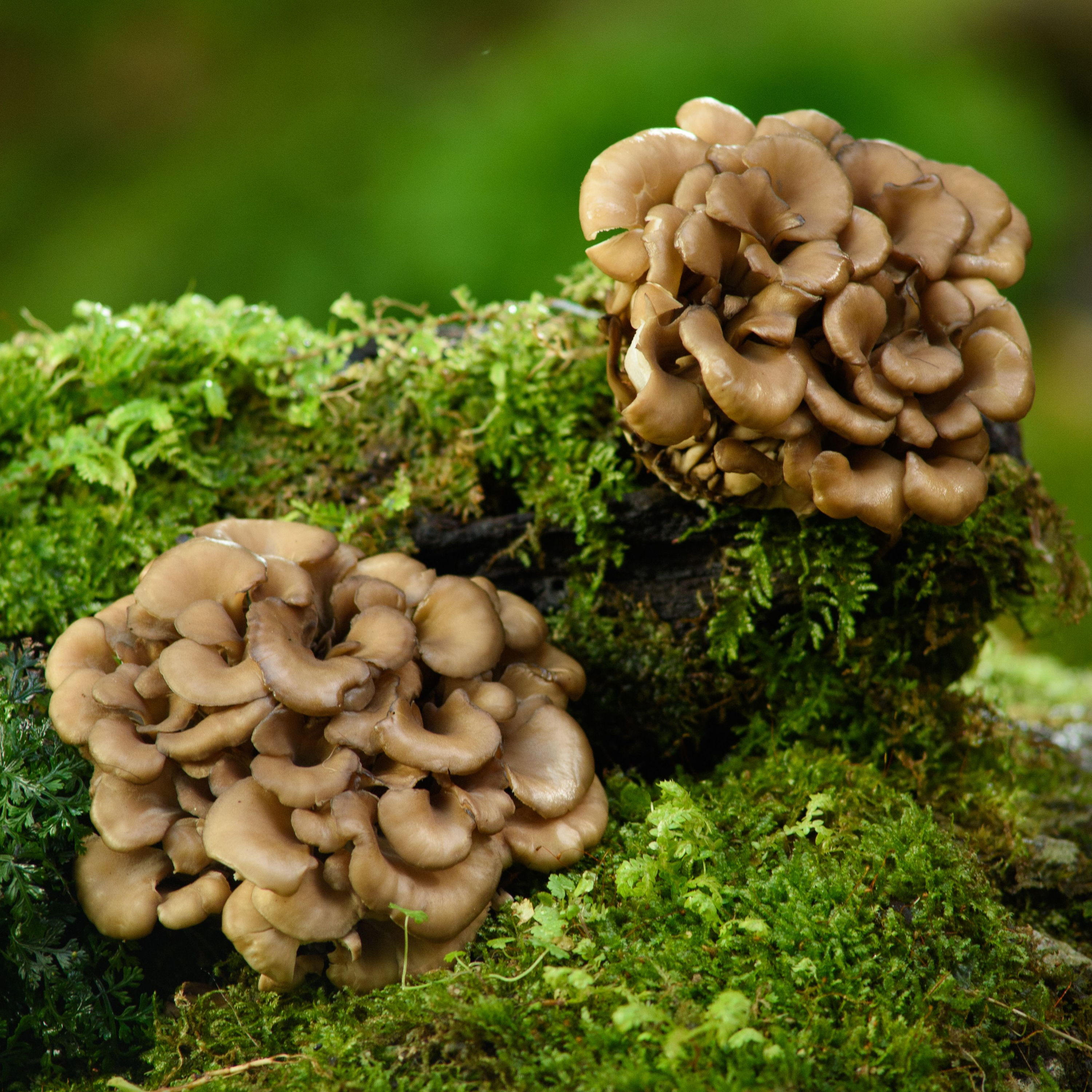 Ekologiški Maitake (Grifola frondosa) - džiovinti grybų milteliai