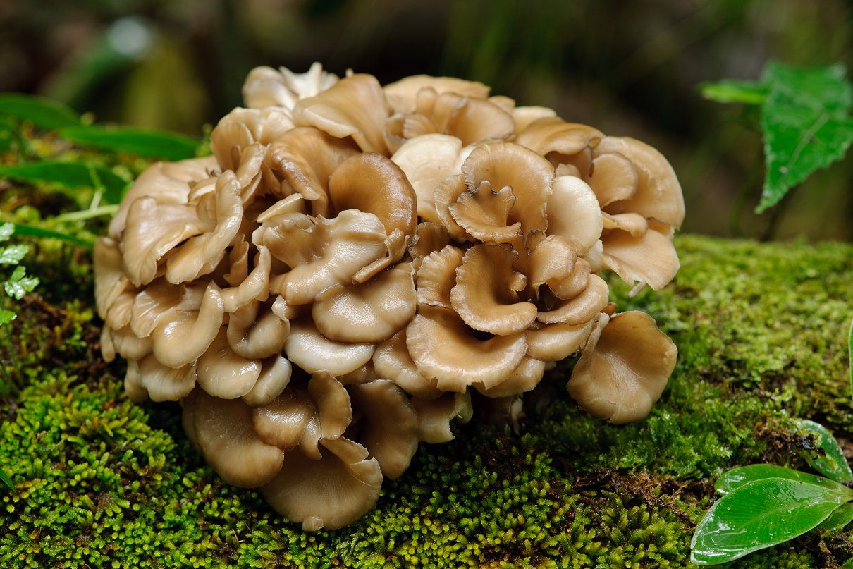 Ekologiškos Maitake kapsulės (Maisto papildas)