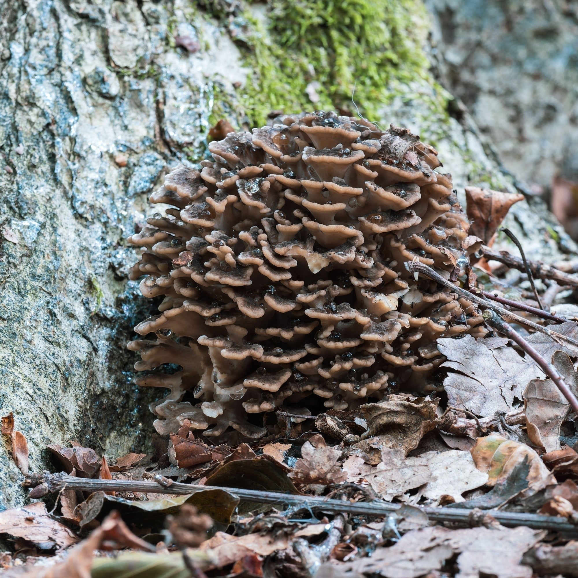 Ekologiškos Maitake kapsulės PLUS+