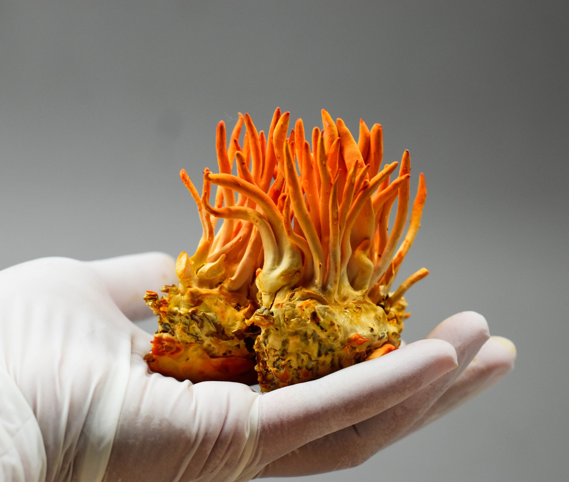 cordyceps mushroom held in a gloved hand, showing vibrant orange, finger-like fruiting bodies.