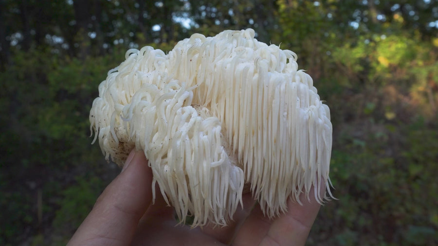 Ekologiški Lion's Mane (gericijaus) - džiovintų grybų milteliai