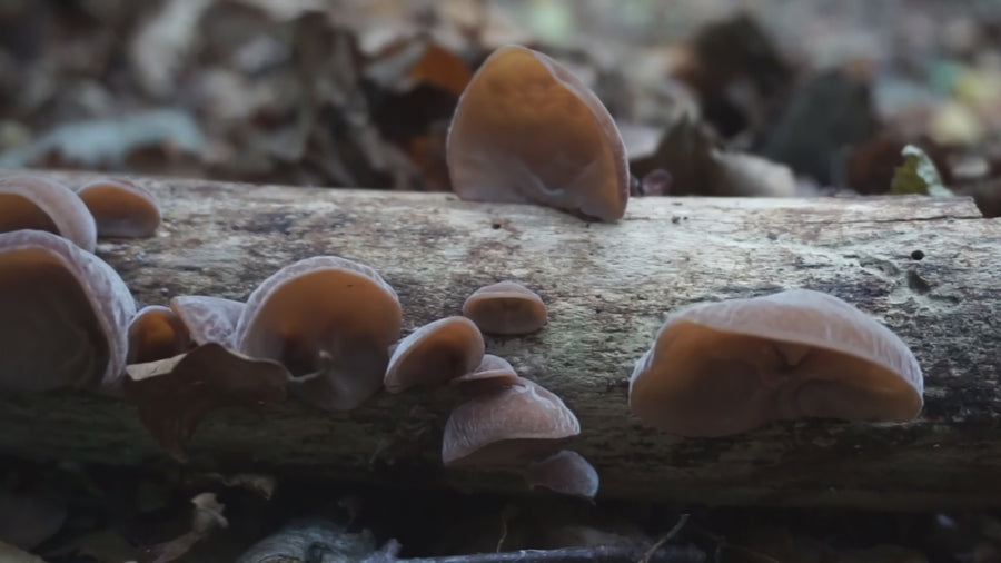 auricularia grybas