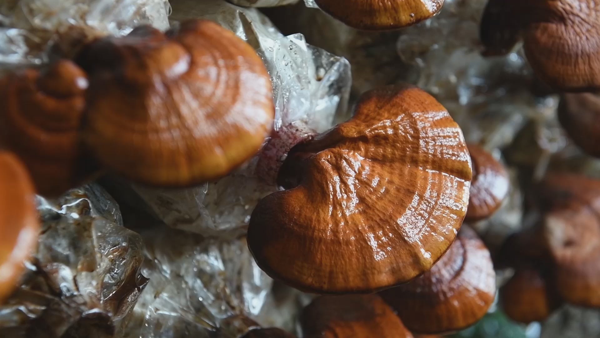 Ekologiški Reishi (ganoderma) - džiovinti grybų milteliai