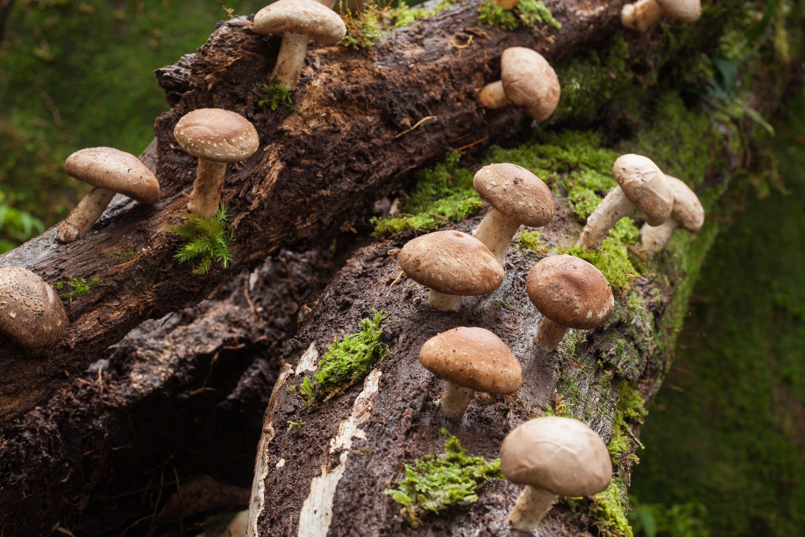 Serumas nuo raukšlių su Reishi ir Šitake grybų ekstraktais, 30 ml