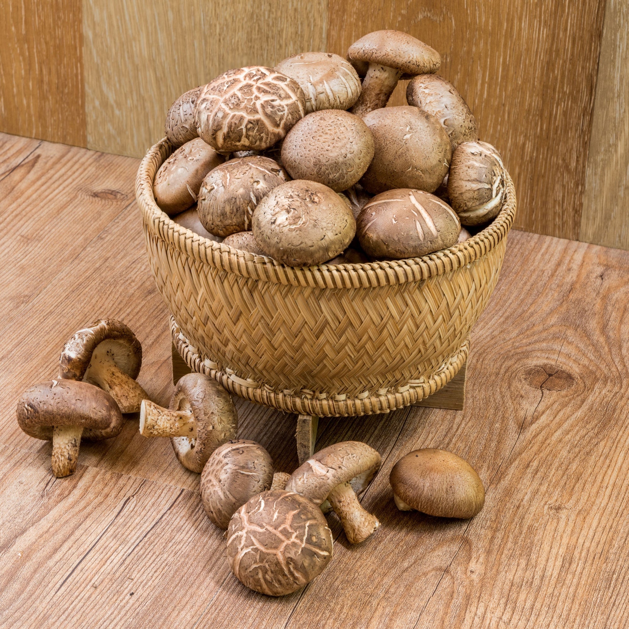 šitake grybų kibirėlis