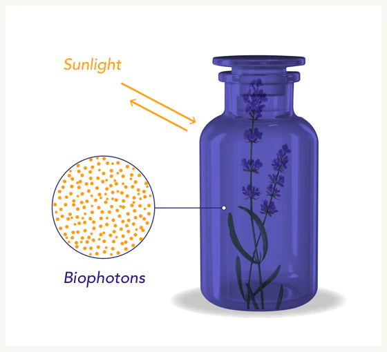 Biohakerio rinkinys (Maisto papildas). Cordyceps + Lion's mane + Reishi