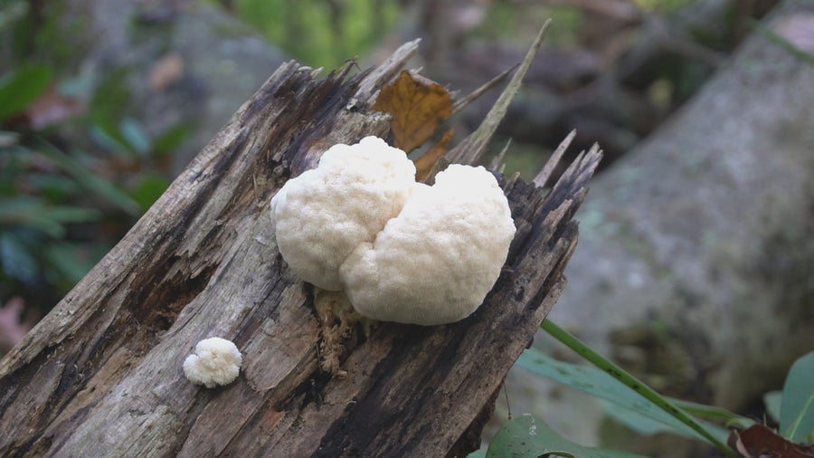 lions mane ant medzio