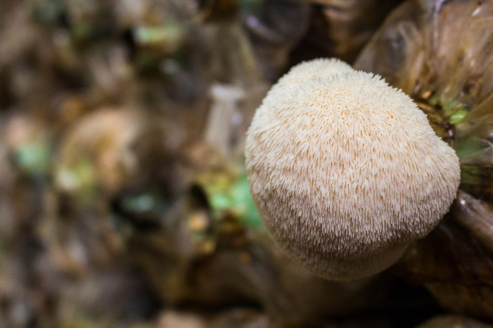 Švieži Lion‘s Mane grybai