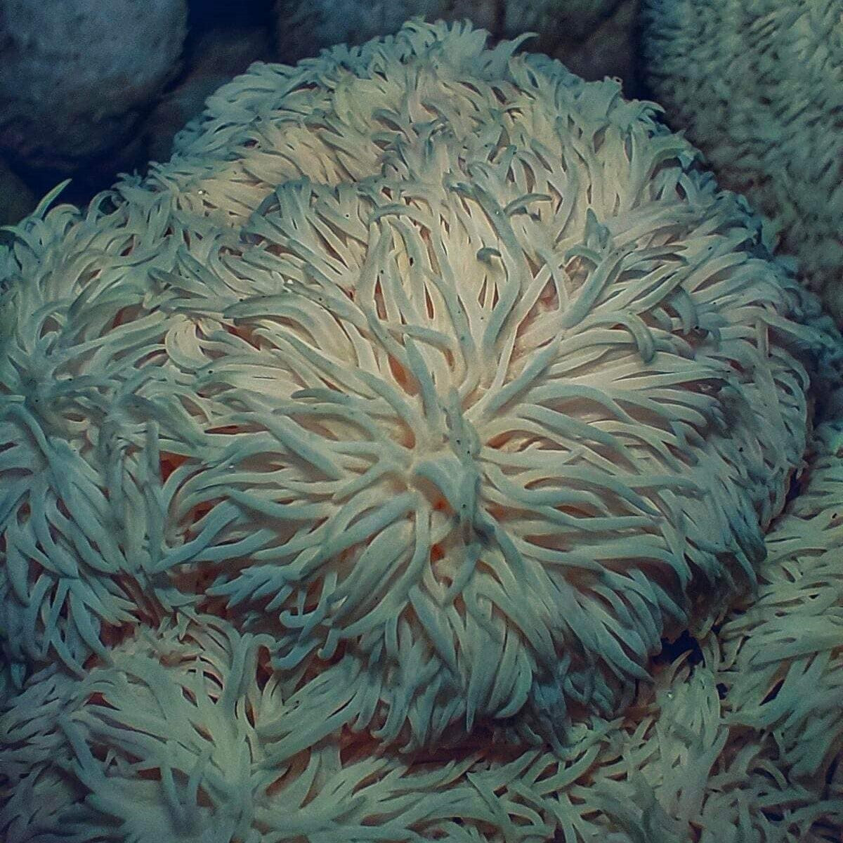lions mane makro nuotrauka