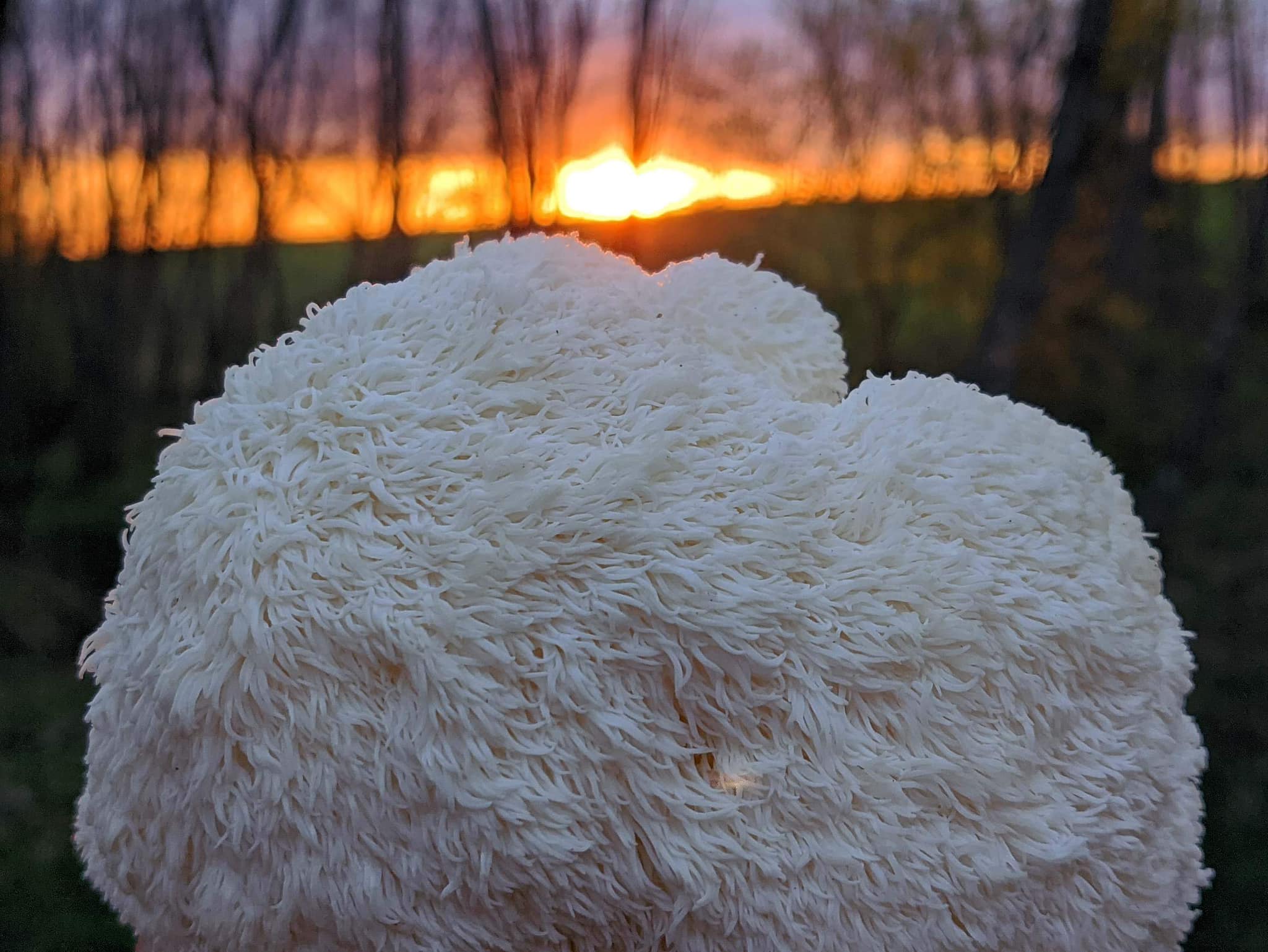 Lion's Mane grybo ekstraktas su botaniniu šermukšnių ekstraktu. 100 ml.
