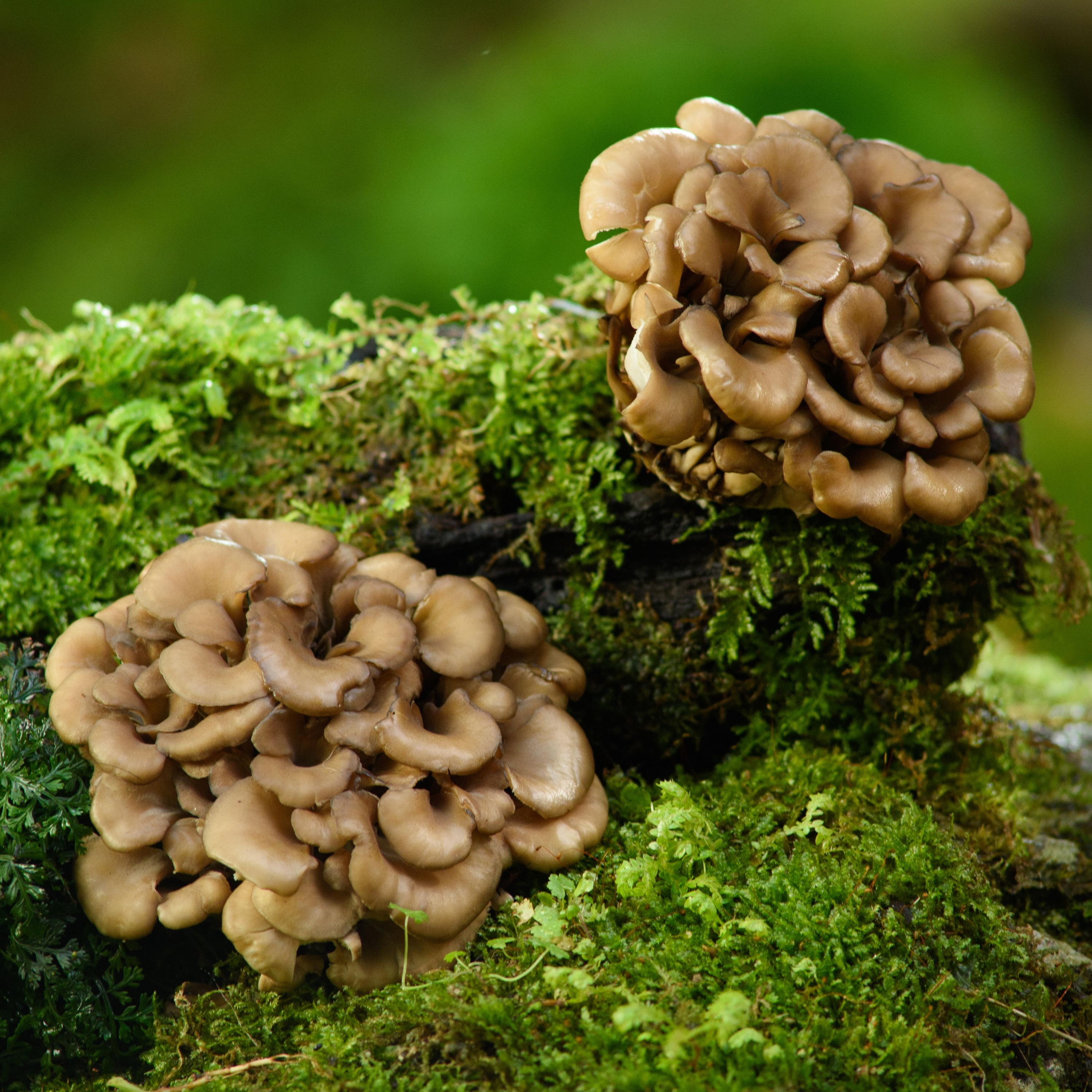 Ekologiški Maitake (Grifola frondosa) - džiovinti grybų milteliai PLUS+