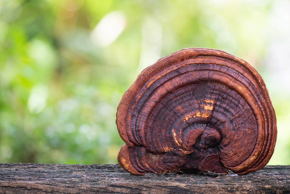 Reishi grybo ekstraktas - tinktūra su botatiniu šermukšnių ekstraktu. 100 ml